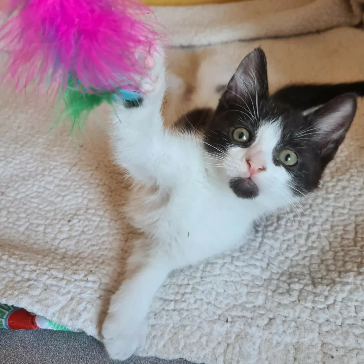 Berlioz, male puppy Mixed Breed for adoption at CAT, chabris