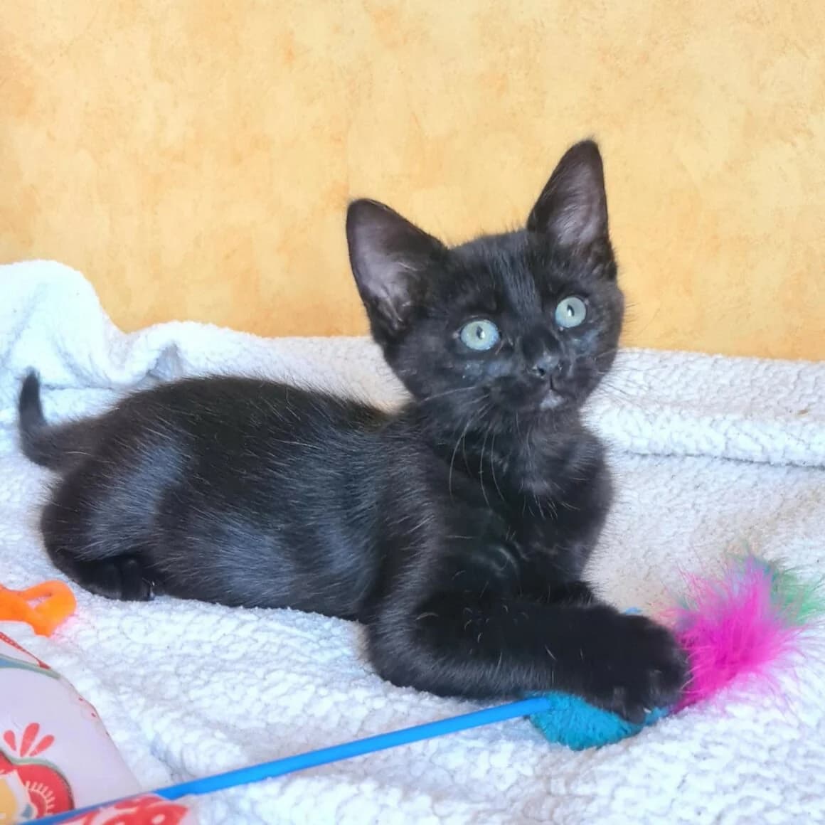 Baroudeuse, female puppy Mixed Breed for adoption at CAT, chabris