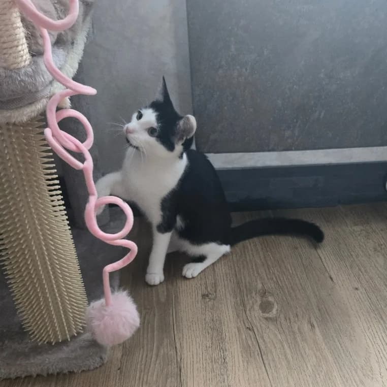 Barcarès, female puppy Mixed Breed for adoption at CAT, chabris