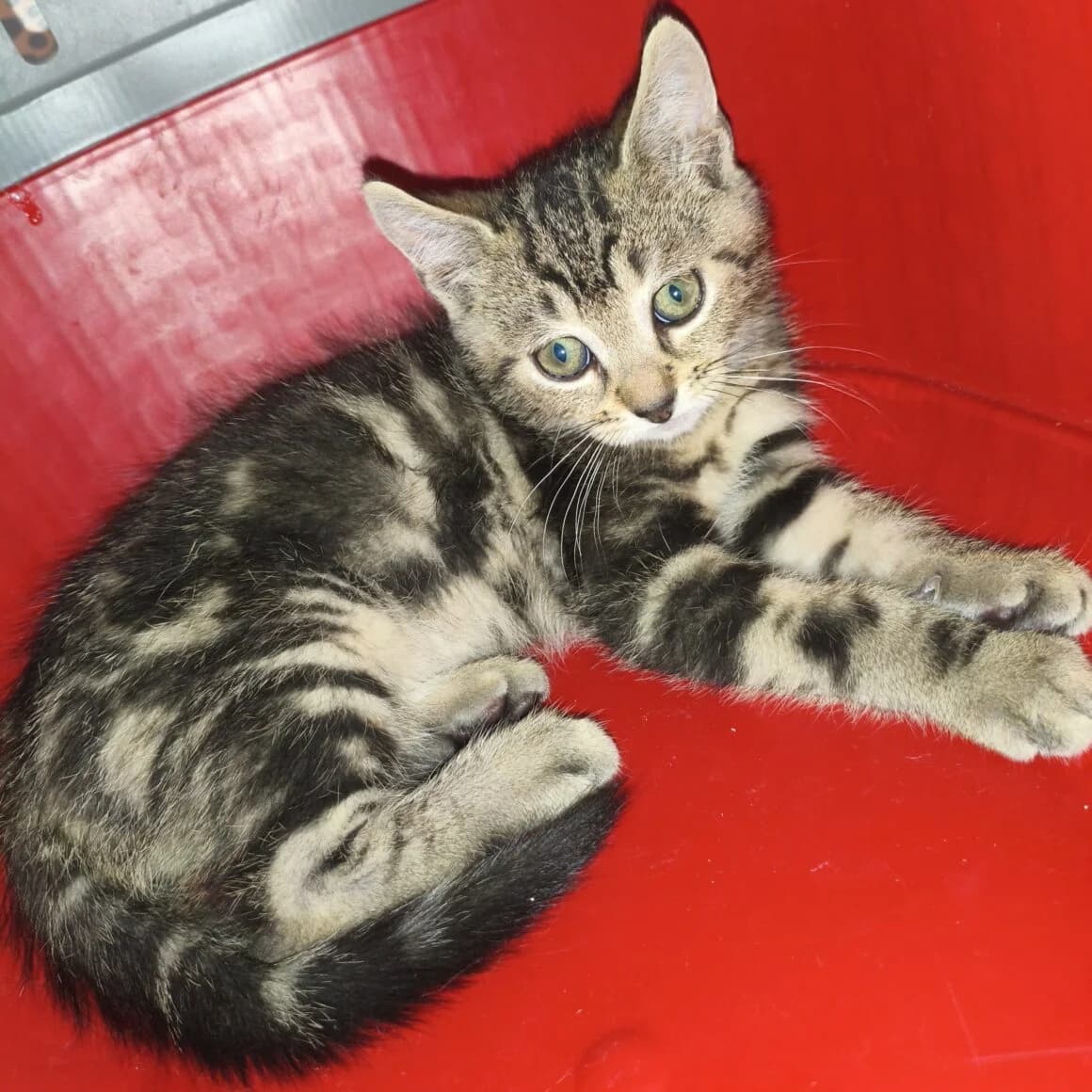 Berce, male puppy Mixed Breed for adoption at CAT, chabris