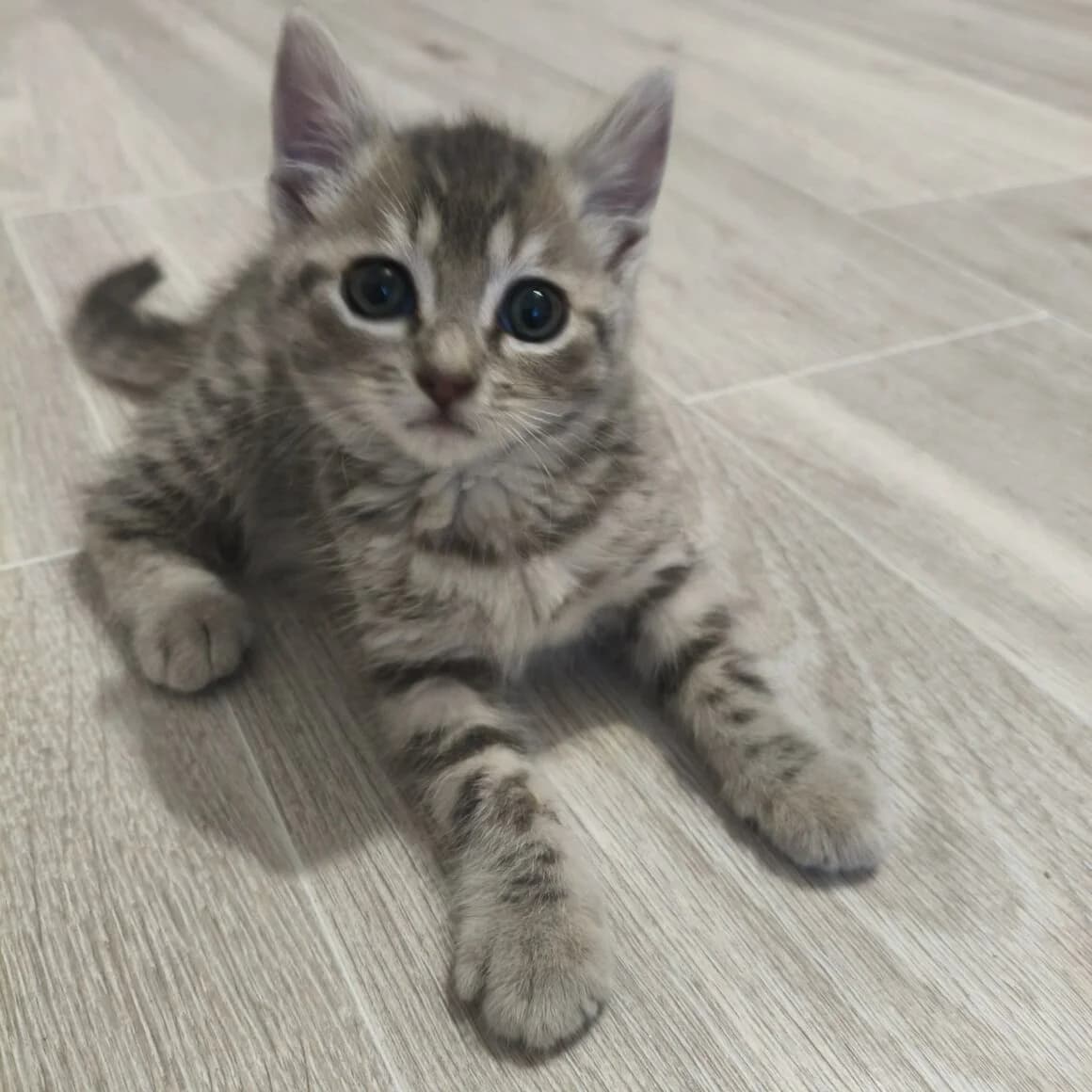 Burberry, female puppy Mixed Breed for adoption at CAT, chabris