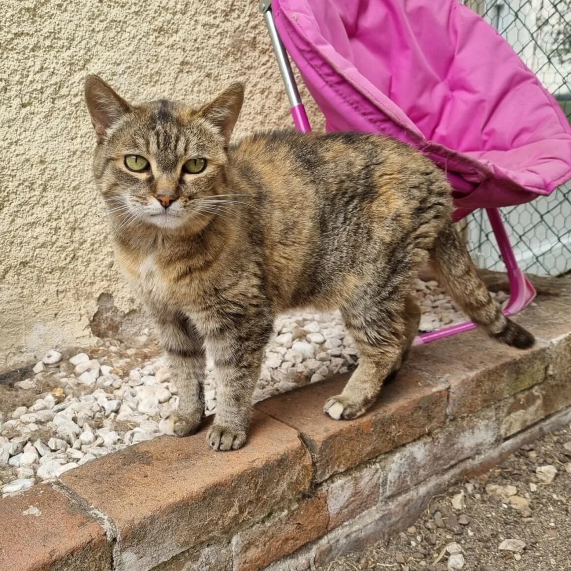 Bilytis, female puppy Mixed Breed for adoption at CAT, chabris
