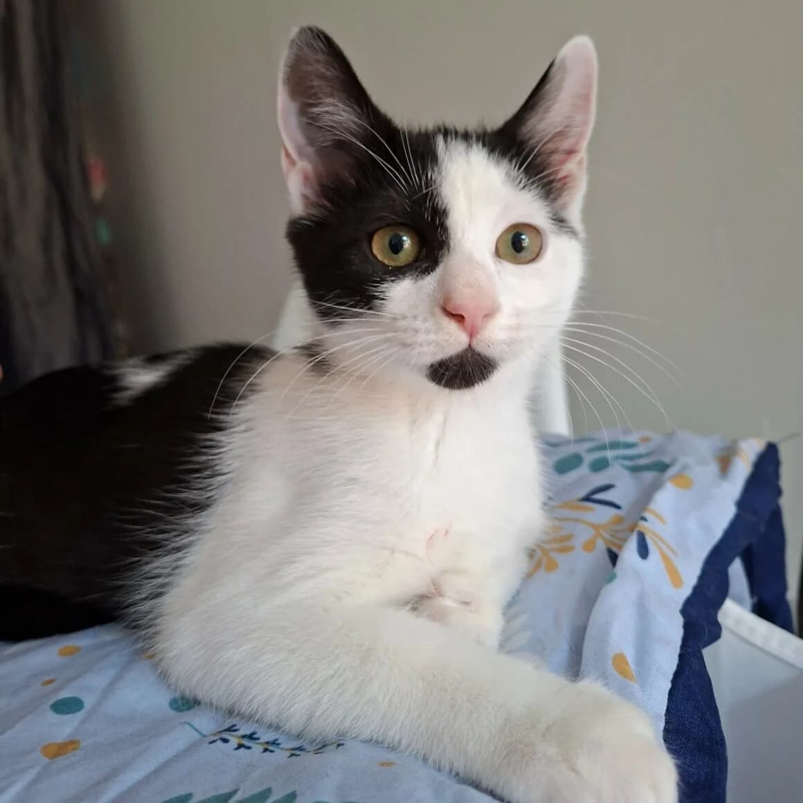 Beijin, male puppy Mixed Breed for adoption at CAT, chabris