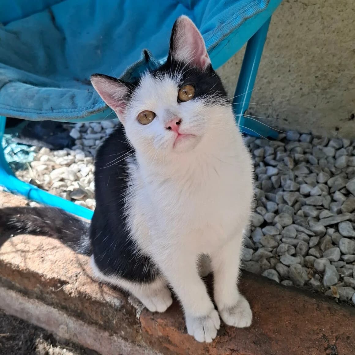 Byzance, female puppy Mixed Breed for adoption at CAT, chabris
