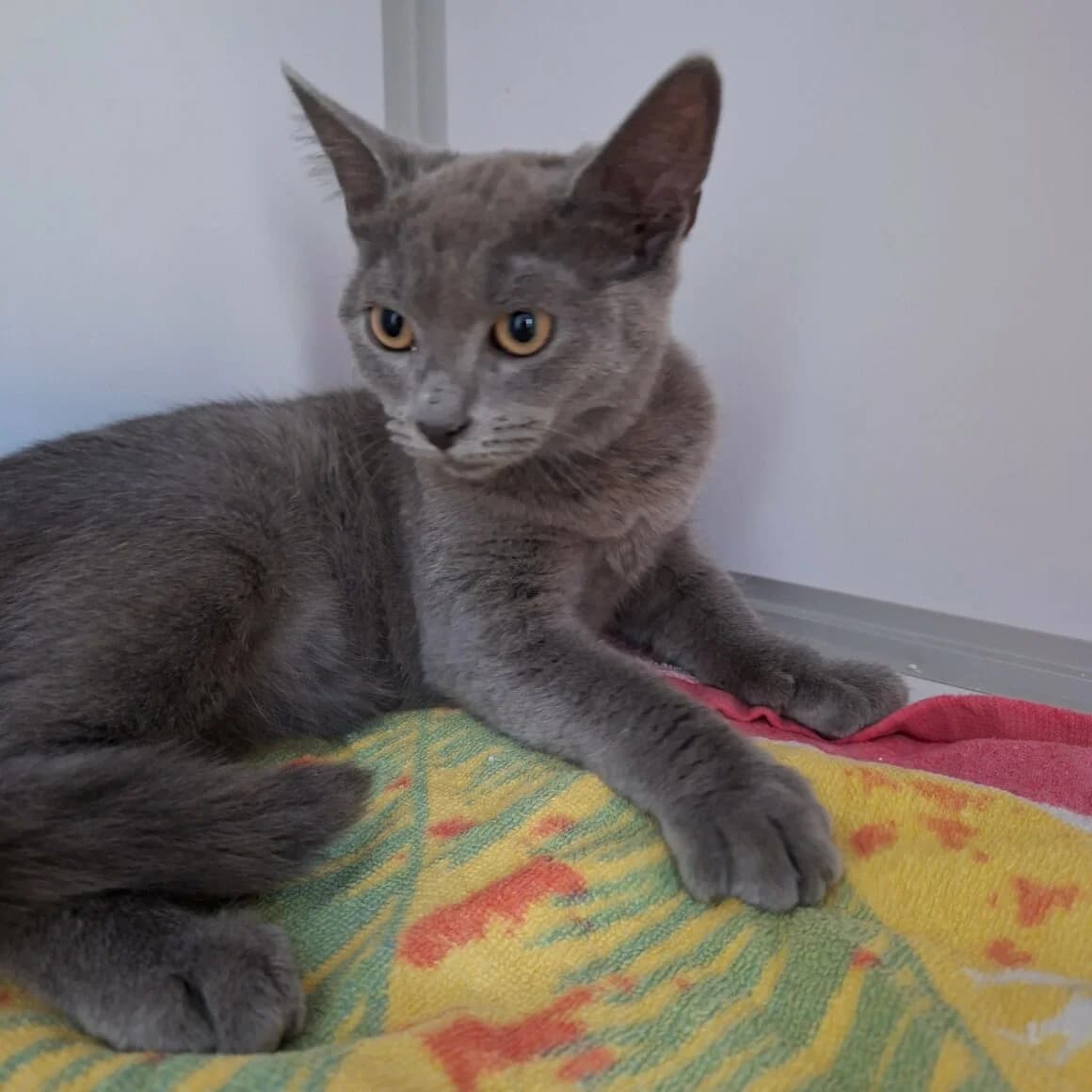 Blueberry, female puppy Mixed Breed for adoption at CAT, chabris