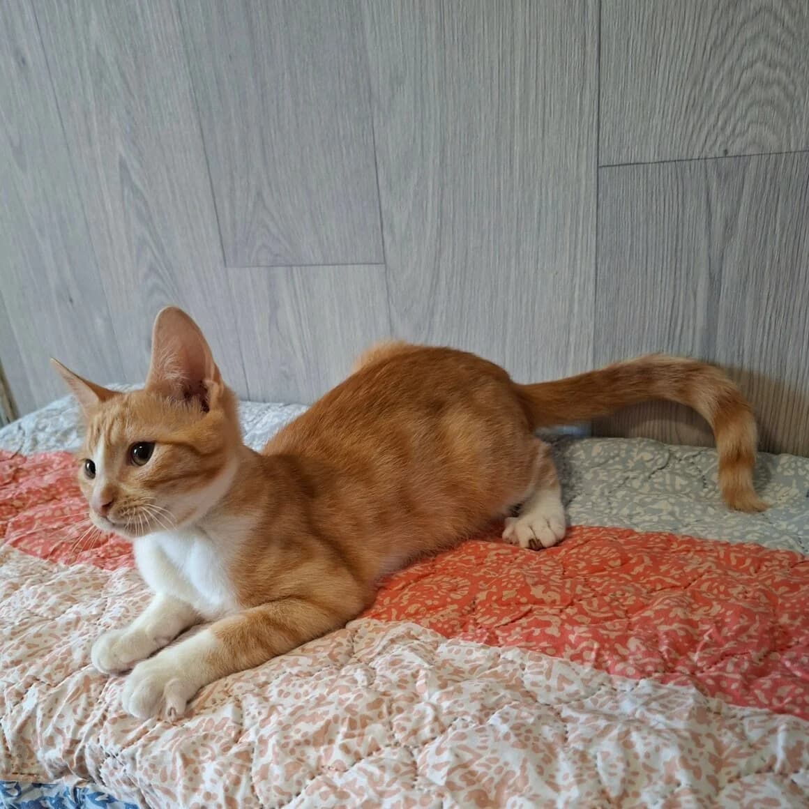 Bradbury, male puppy Mixed Breed for adoption at CAT, chabris