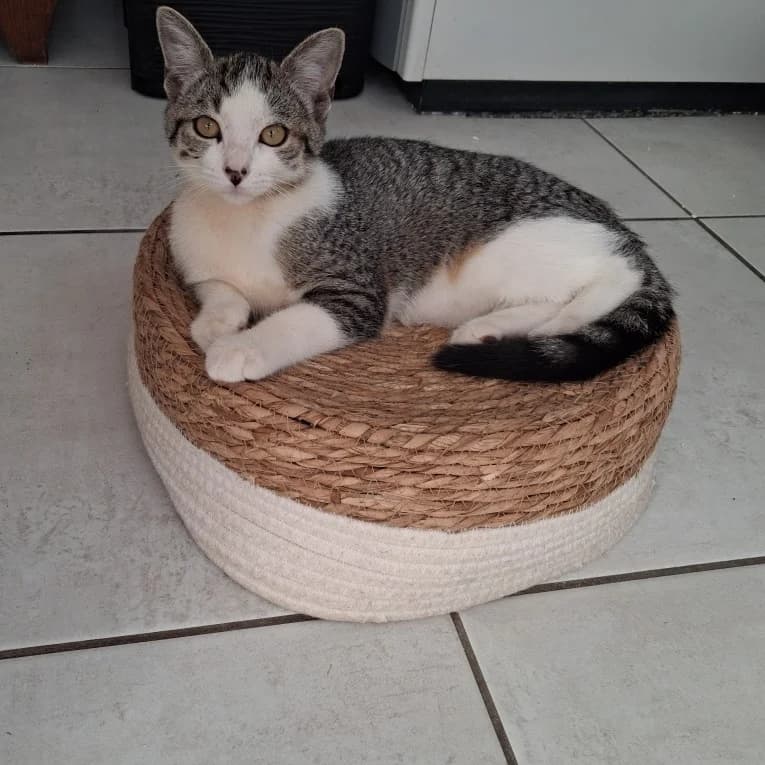 Belette, female puppy Mixed Breed for adoption at CAT, chabris
