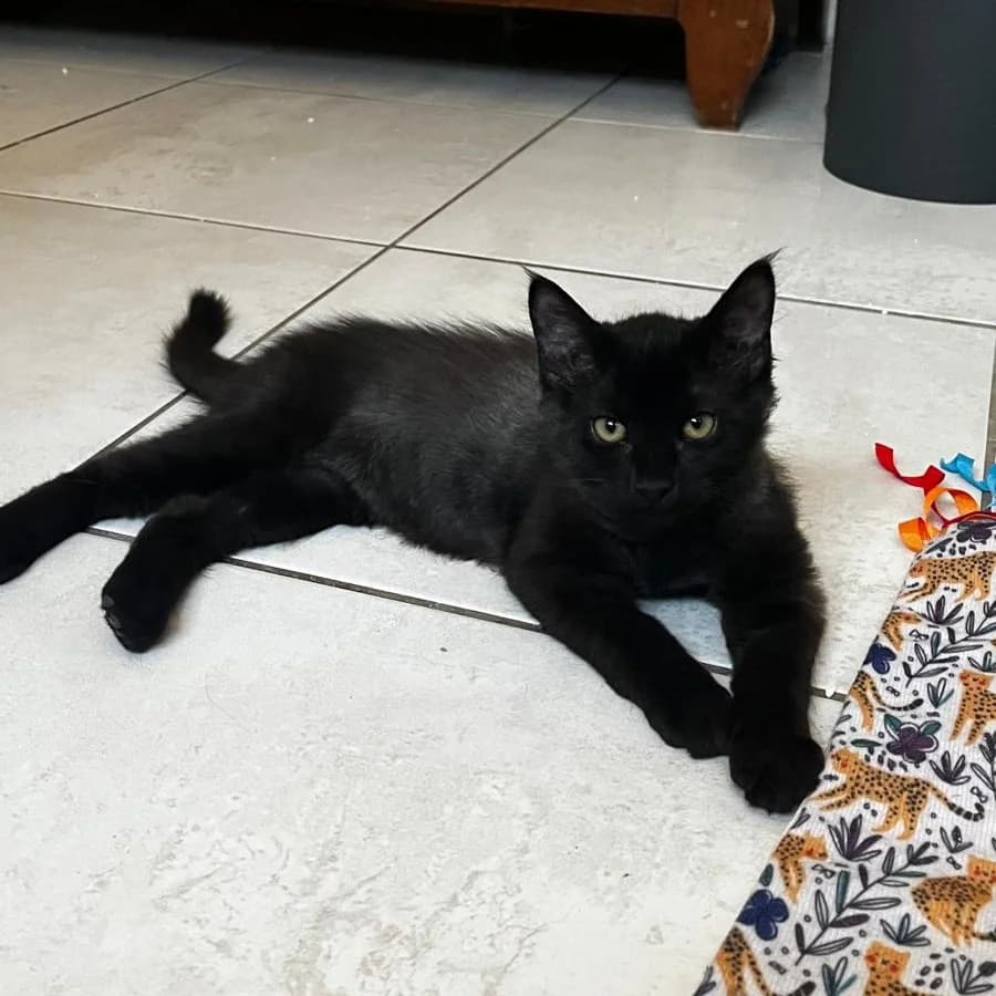 Bongo, male puppy Mixed Breed for adoption at CAT, chabris