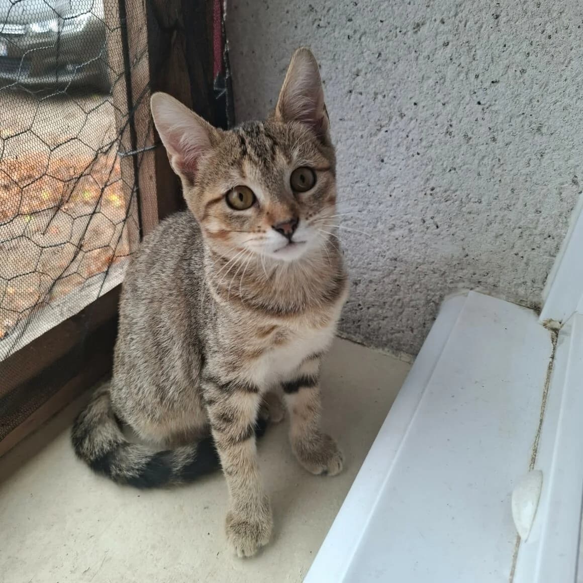 Butterfly, female puppy Mixed Breed for adoption at CAT, chabris