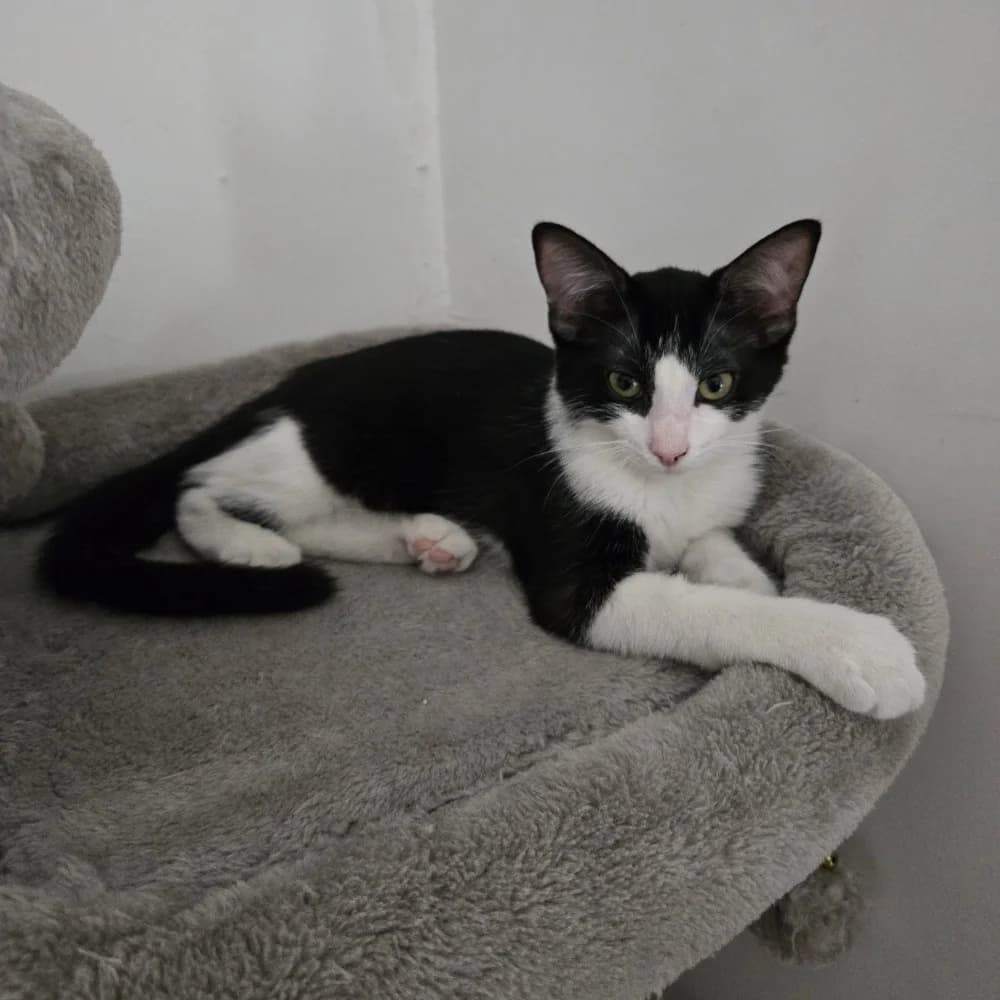 Brignoles, female puppy Mixed Breed for adoption at CAT, chabris
