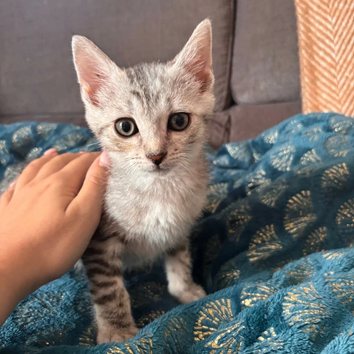 Bouton, male puppy Mixed Breed for adoption at CAT, chabris
