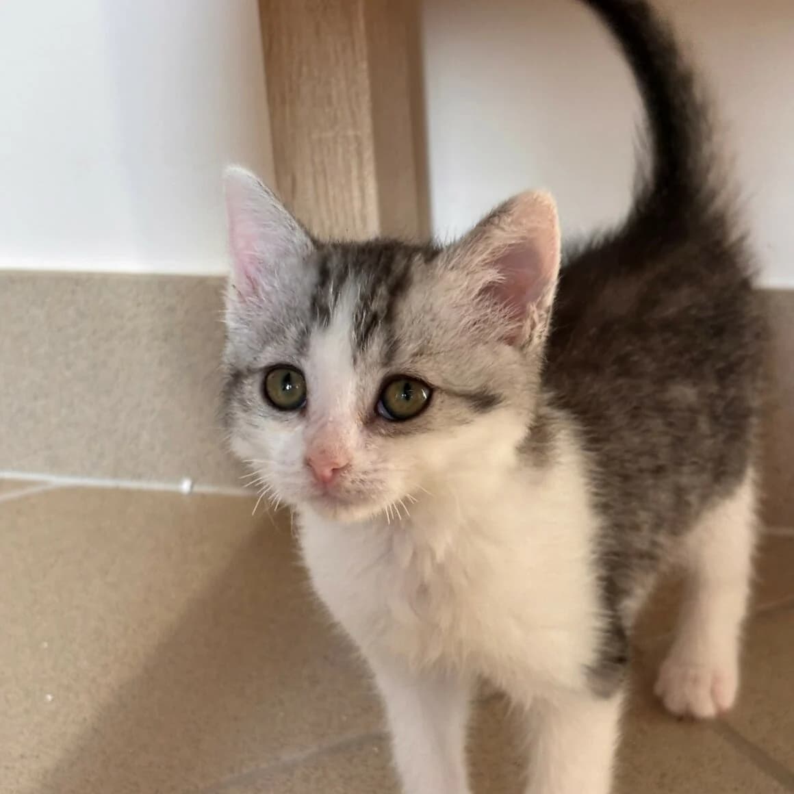 Balade, female puppy Mixed Breed for adoption at CAT, chabris