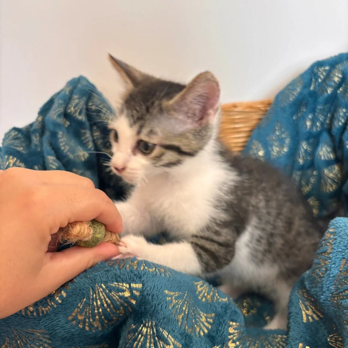 Baluchon, male puppy Mixed Breed for adoption at CAT, chabris