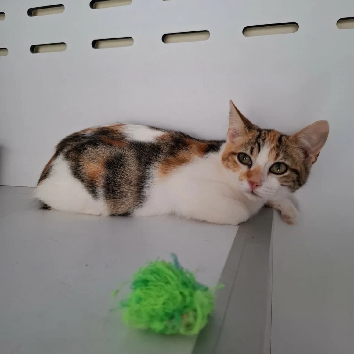 Belote, female puppy Mixed Breed for adoption at CAT, chabris