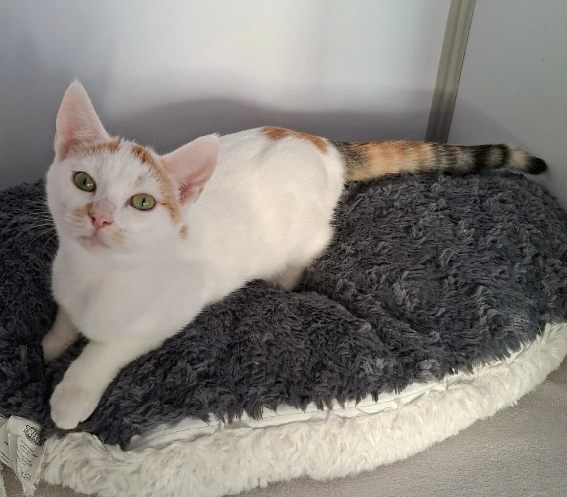 Bermude, female puppy Mixed Breed for adoption at CAT, chabris