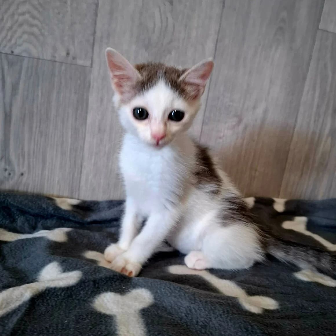 Braillou, male puppy Mixed Breed for adoption at CAT, chabris