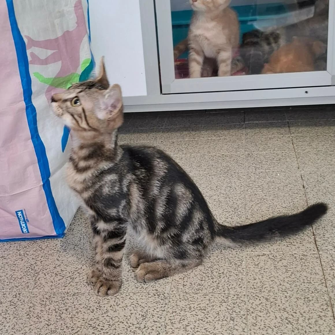 Bryo, male puppy Mixed Breed for adoption at CAT, chabris