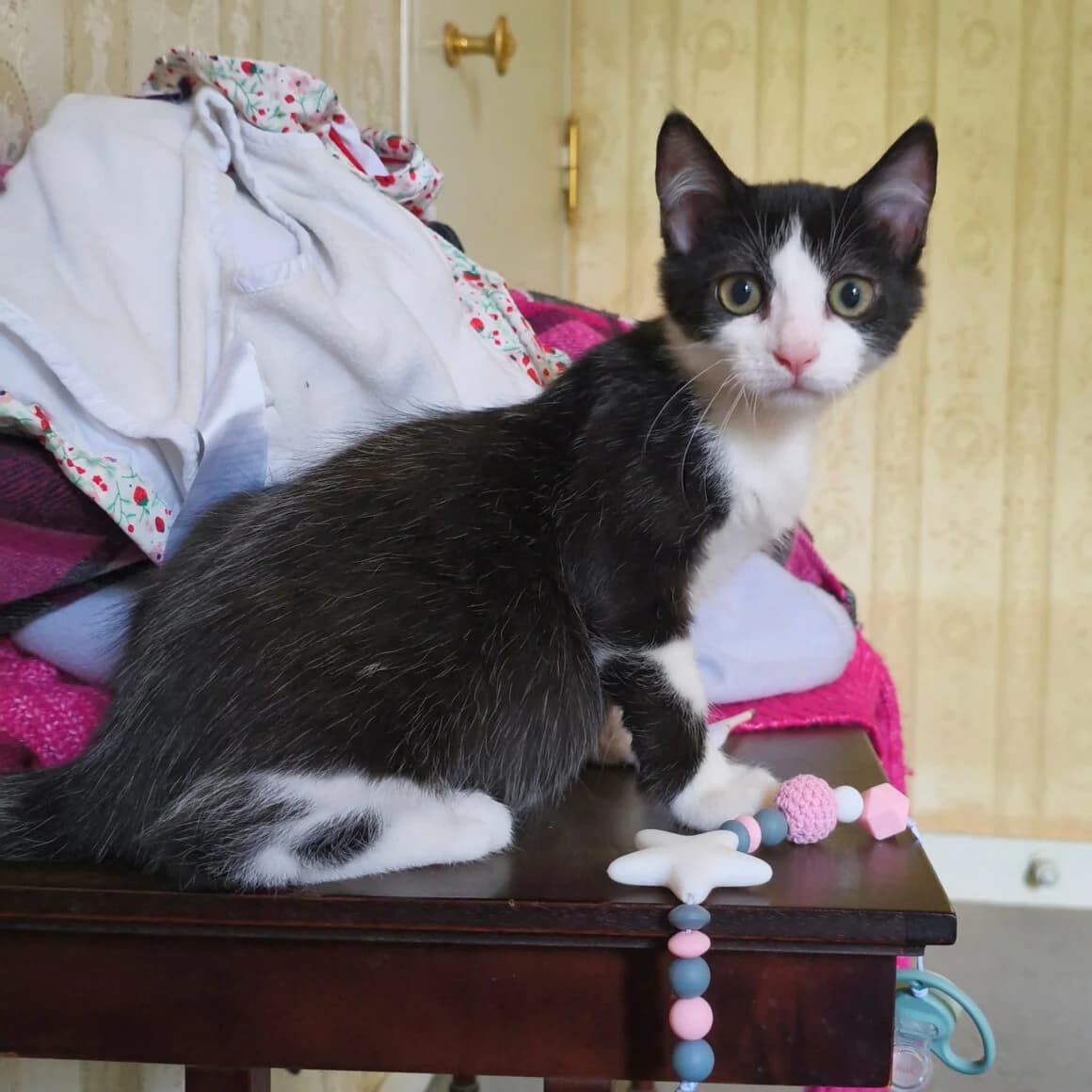 Bulbizard, male puppy Mixed Breed for adoption at CAT, chabris