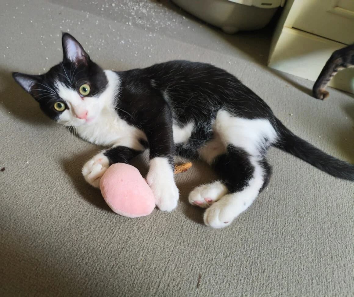 Bulbizard, male puppy Mixed Breed for adoption at CAT, chabris