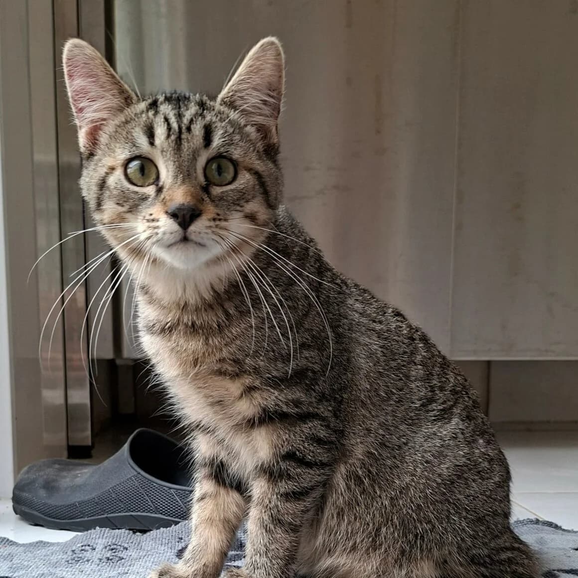 Bucefal, male puppy Mixed Breed for adoption at CAT, chabris