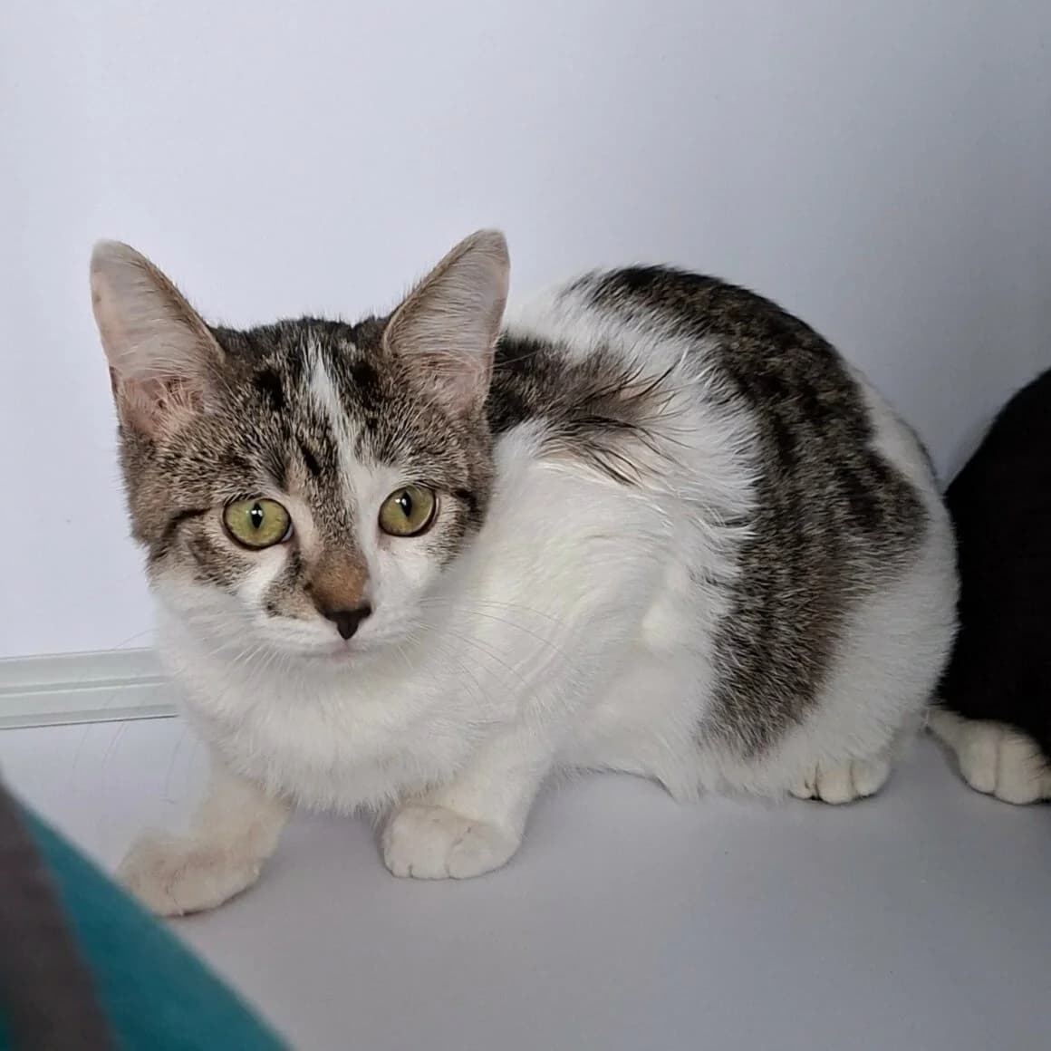Blossom, female puppy Mixed Breed for adoption at CAT, chabris