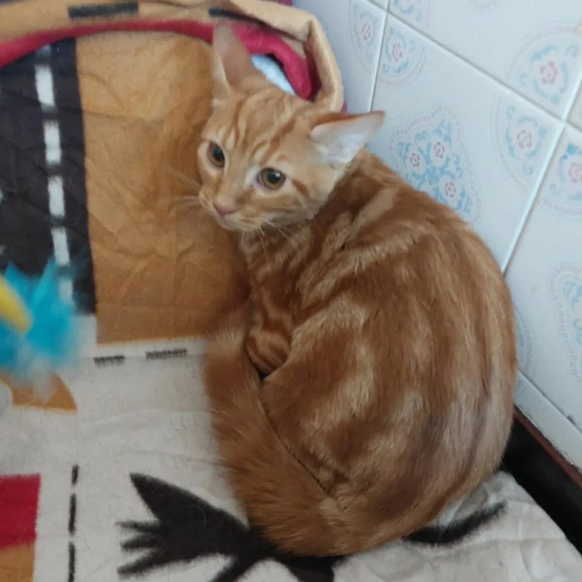 Babacool, male puppy Mixed Breed for adoption at CAT, chabris