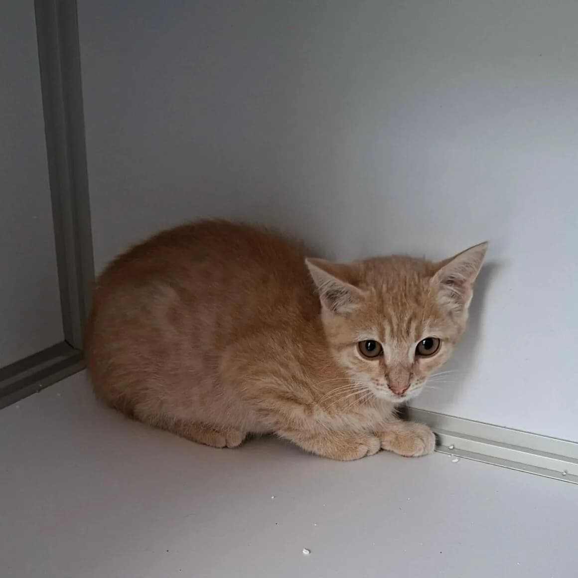 Bidule, male puppy Mixed Breed for adoption at CAT, chabris