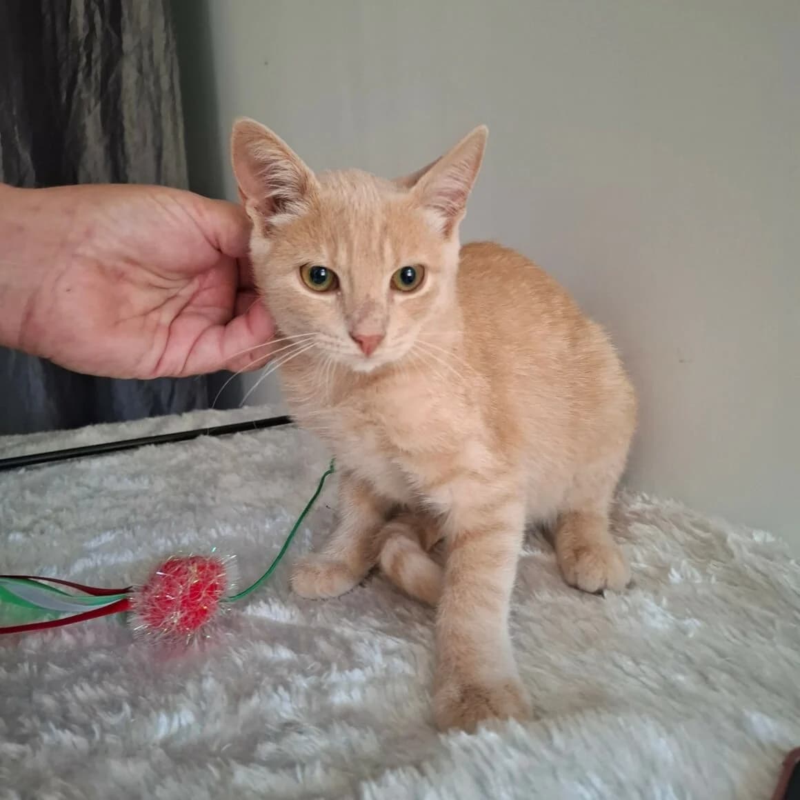 Bagel, male puppy Mixed Breed for adoption at CAT, chabris