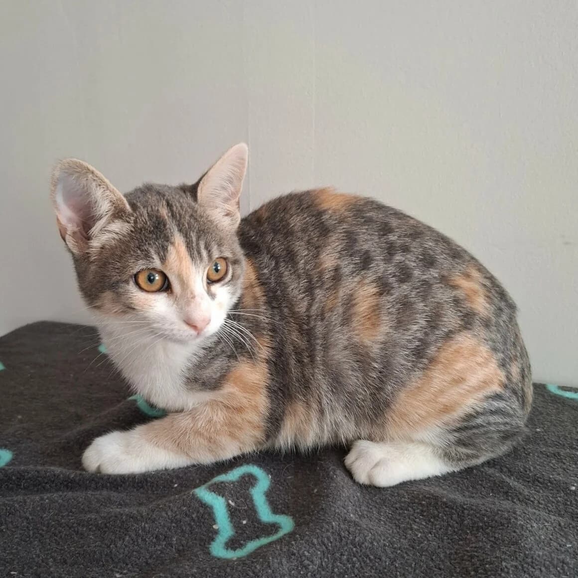 Betsi, female puppy Mixed Breed for adoption at CAT, chabris