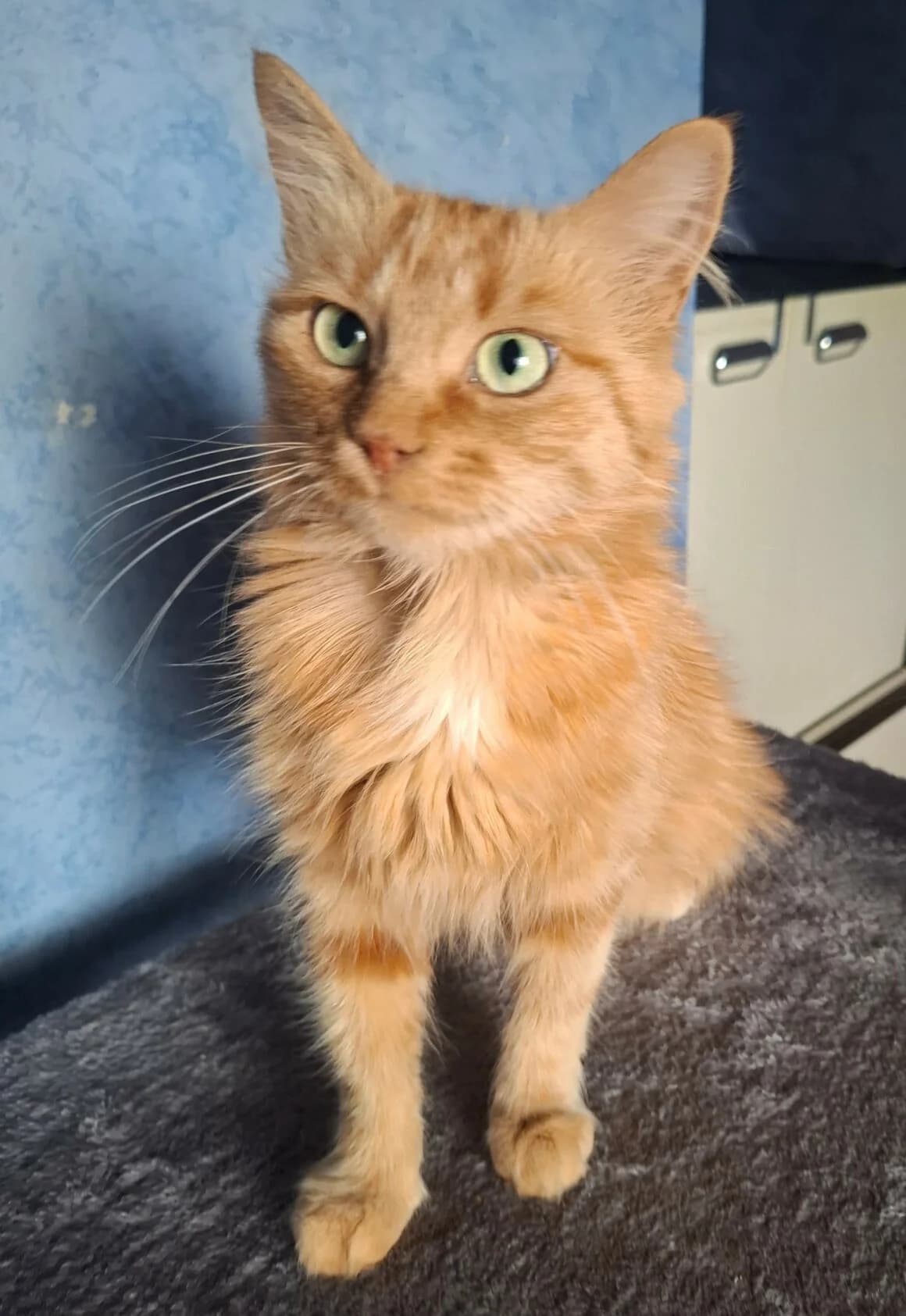 Mimi, female 4yo Mixed Breed for adoption at CAT, chabris