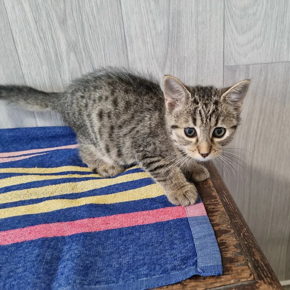 Bach, male puppy Mixed Breed for adoption at CAT, chabris