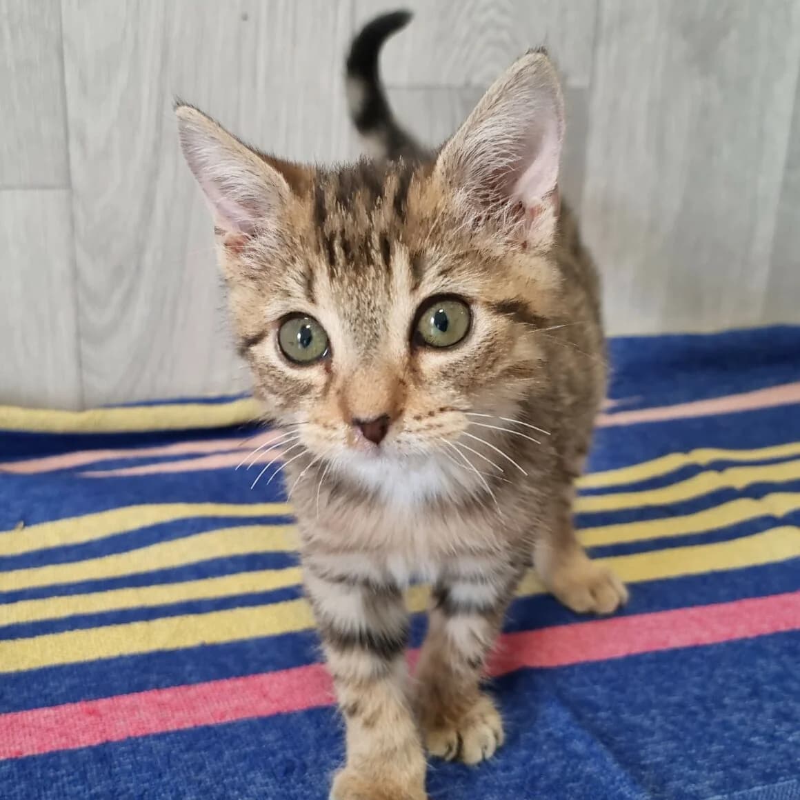 Bubblegum, male puppy Mixed Breed for adoption at CAT, chabris