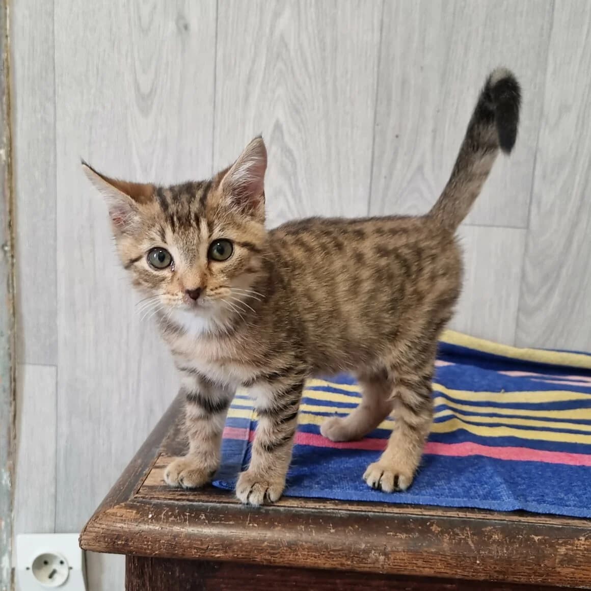 Bubblegum, male puppy Mixed Breed for adoption at CAT, chabris