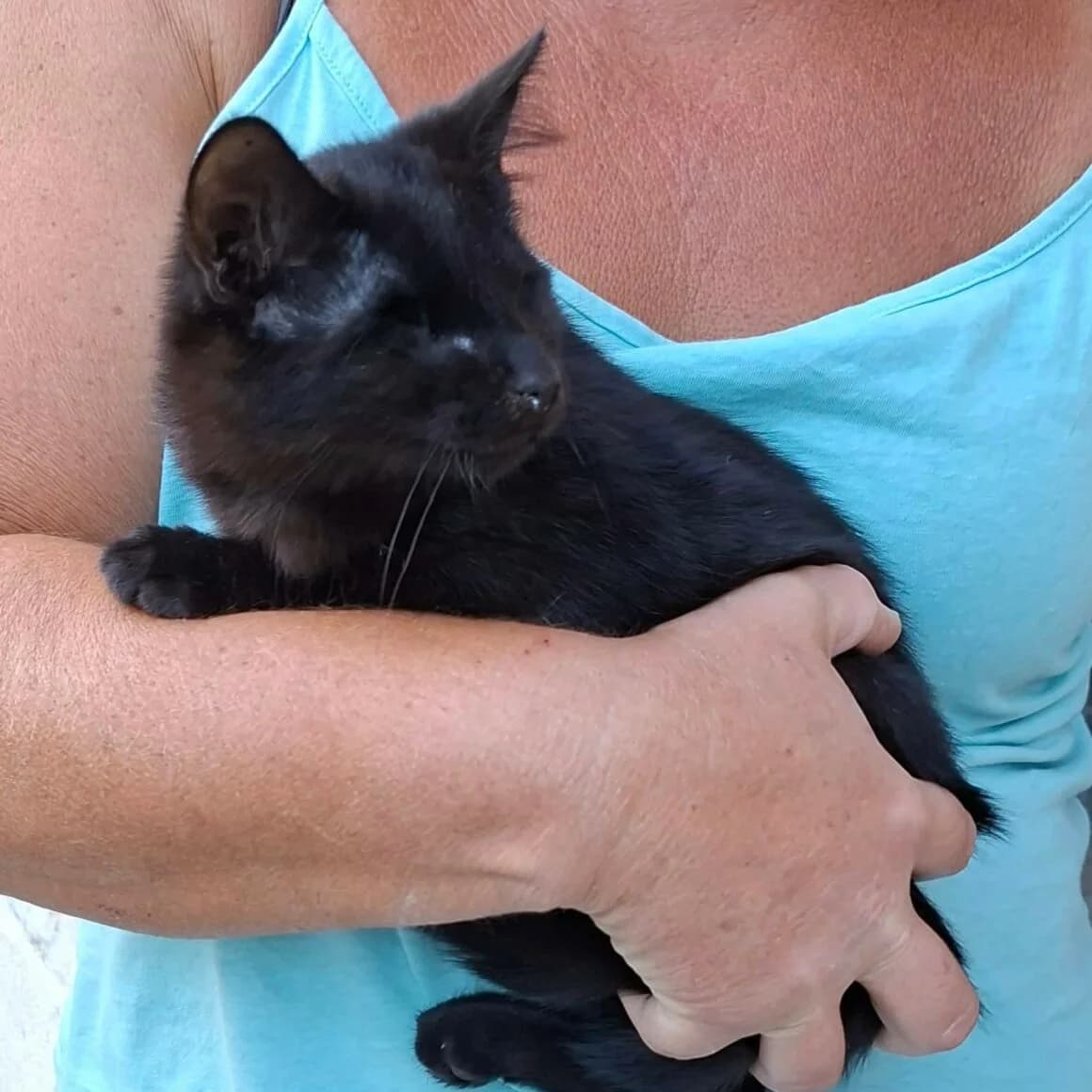 Gilbert, male puppy Mixed Breed for adoption at CAT, chabris