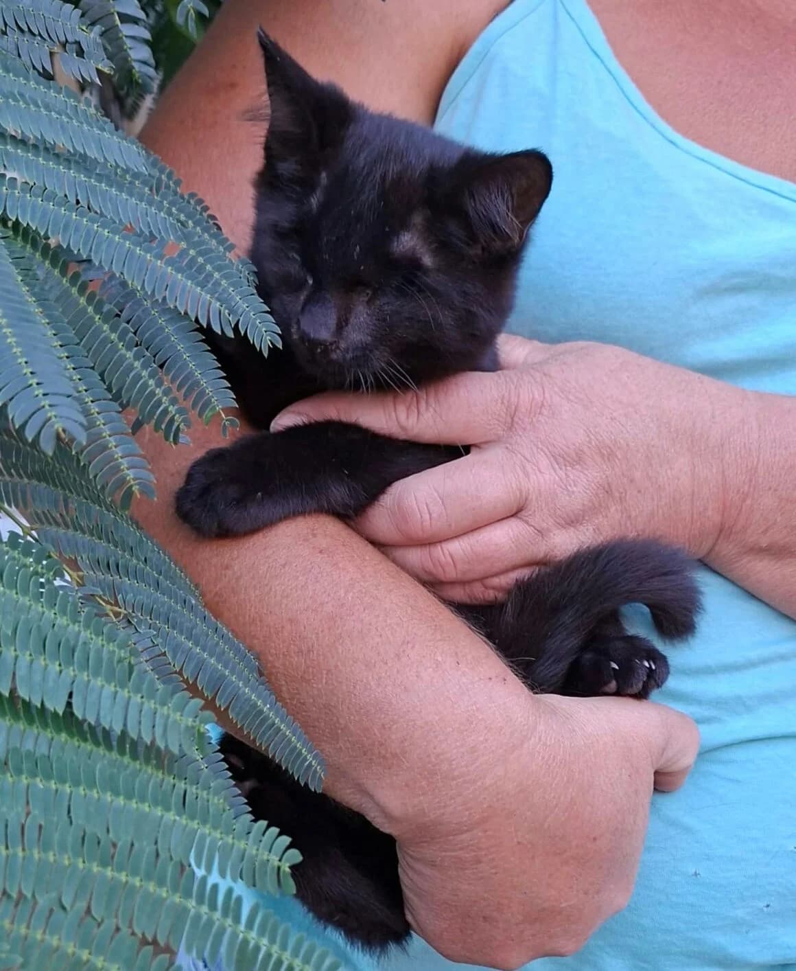 Gilbert, male puppy Mixed Breed for adoption at CAT, chabris