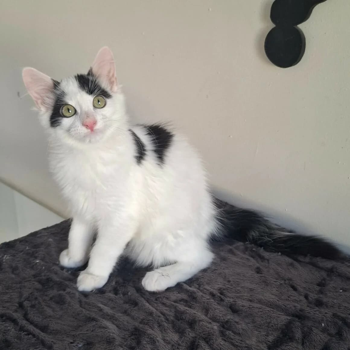 Barnabé, male puppy Mixed Breed for adoption at CAT, chabris