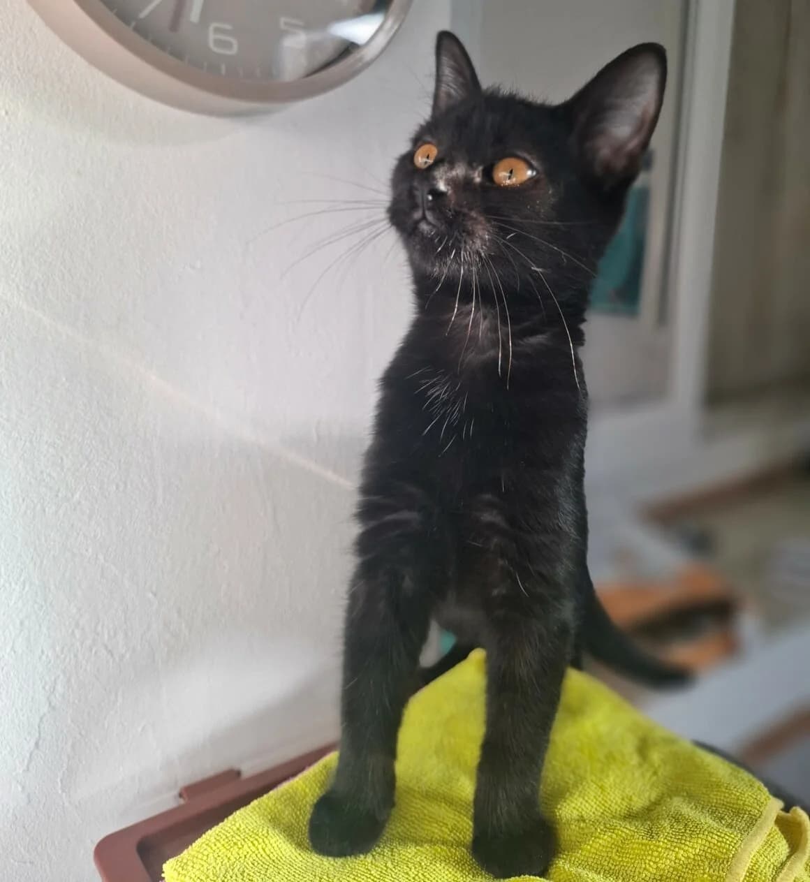 Ba-oui, female puppy Mixed Breed for adoption at CAT, chabris