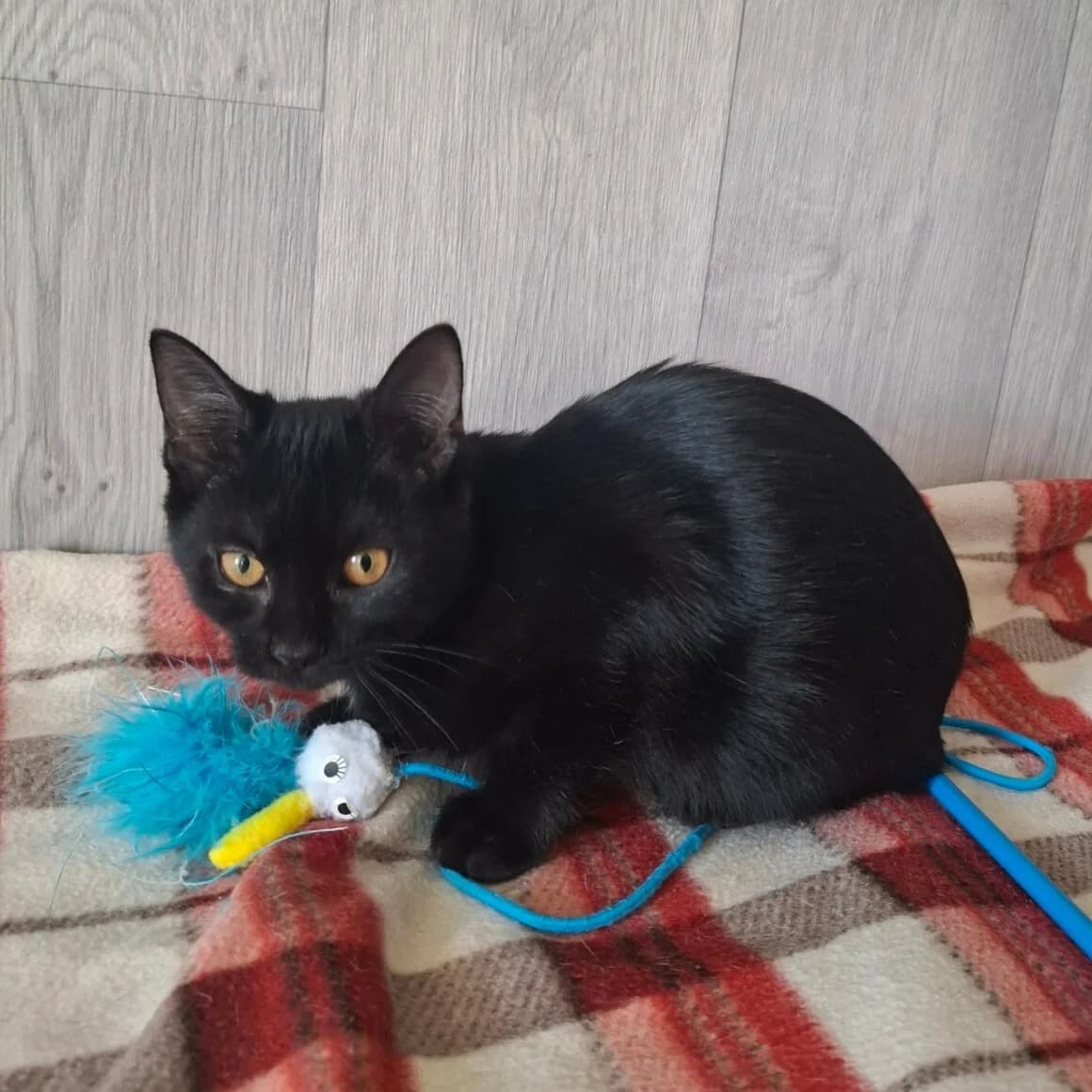 Ba-oui, female puppy Mixed Breed for adoption at CAT, chabris