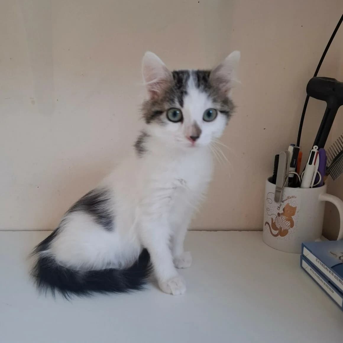Bianca, female puppy Mixed Breed for adoption at CAT, chabris