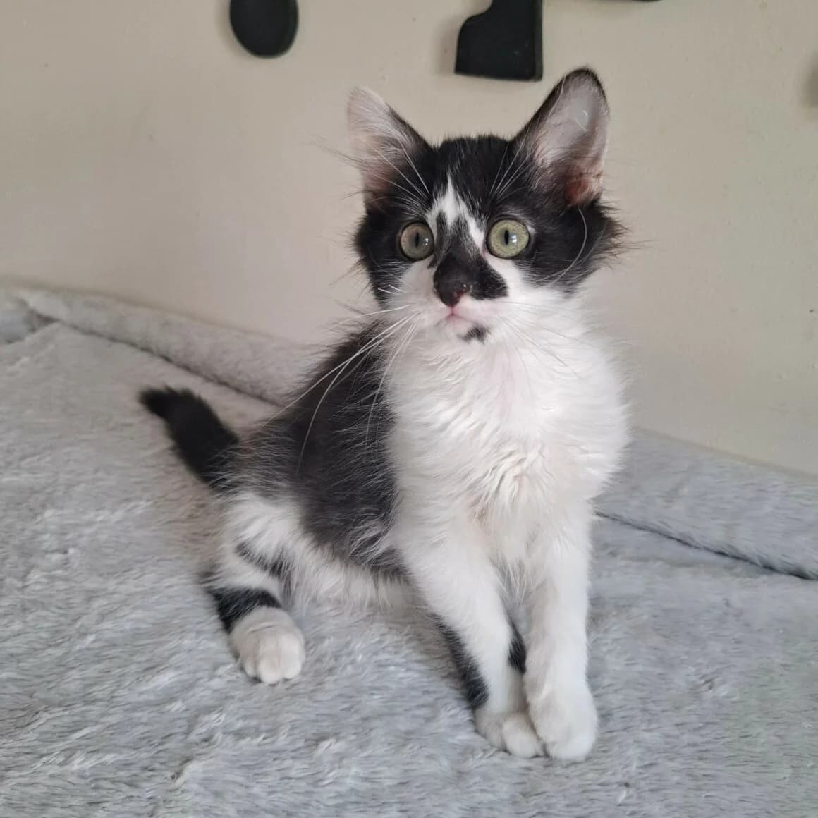 Bill, male puppy Mixed Breed for adoption at CAT, chabris
