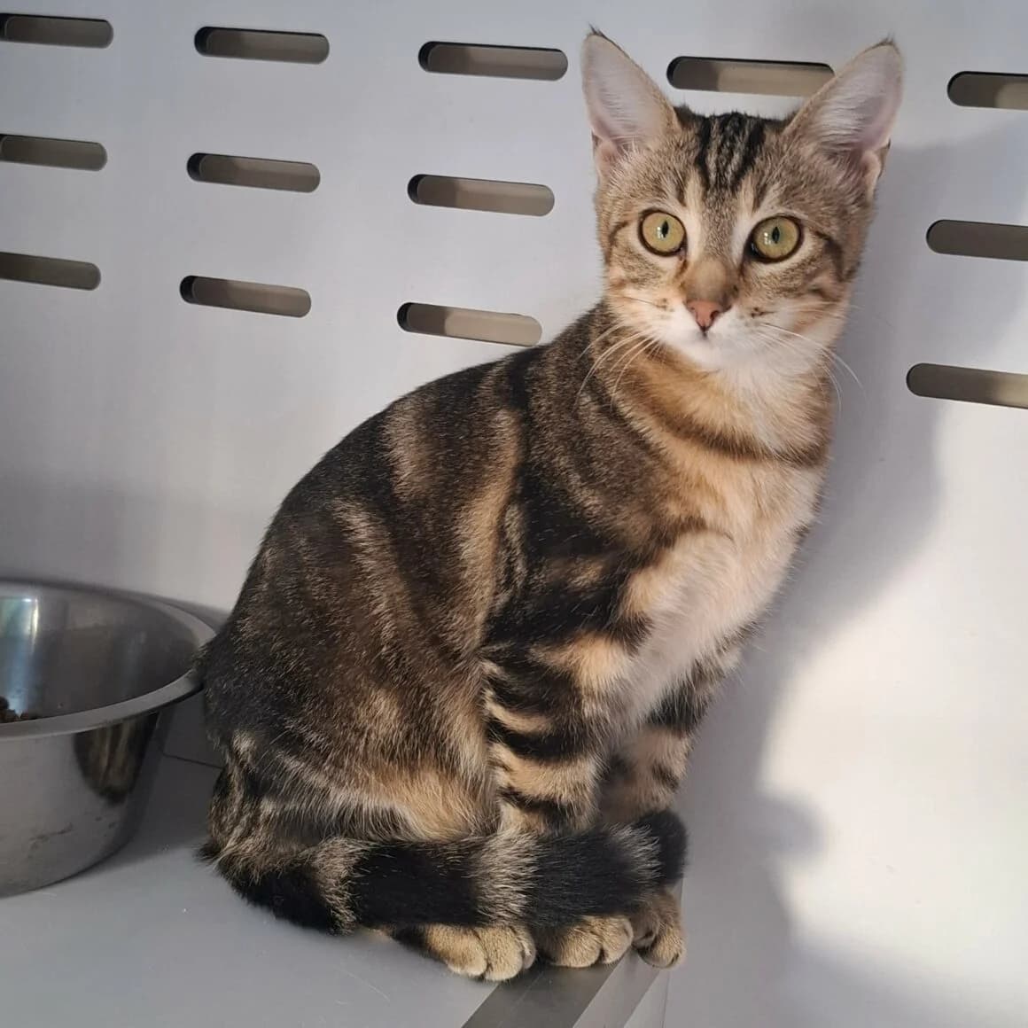Brak, female puppy Mixed Breed for adoption at CAT, chabris