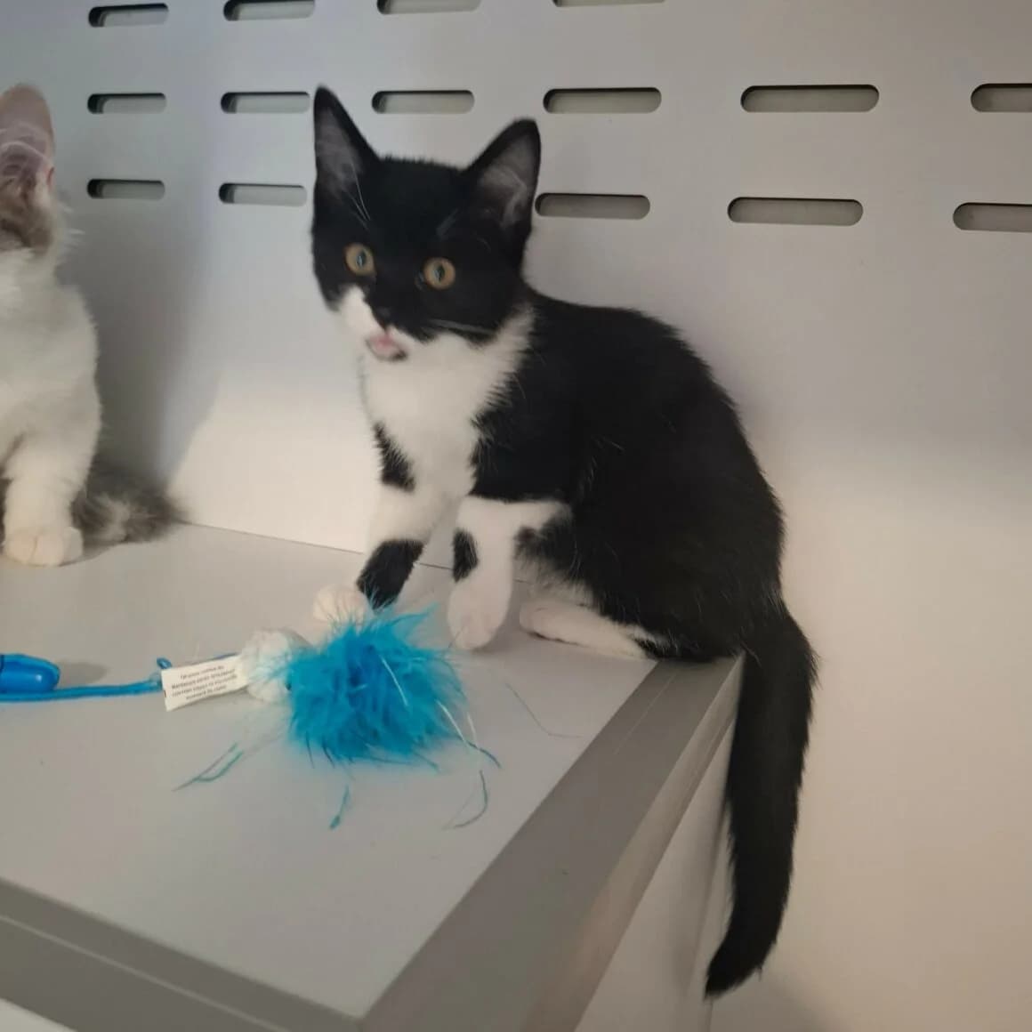 Brunilde, female puppy Mixed Breed for adoption at CAT, chabris