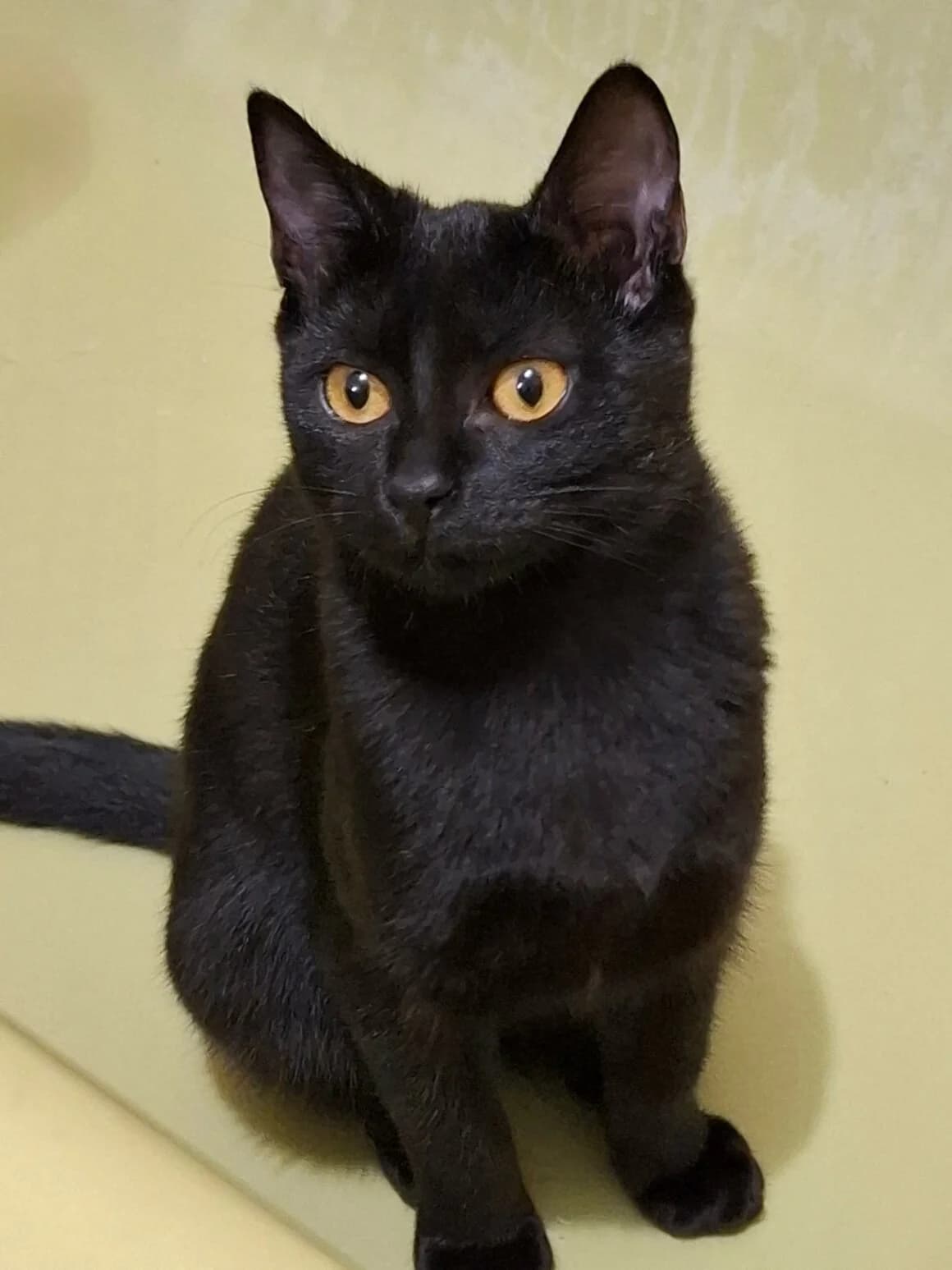 Beetlejuice, female puppy Mixed Breed for adoption at CAT, chabris