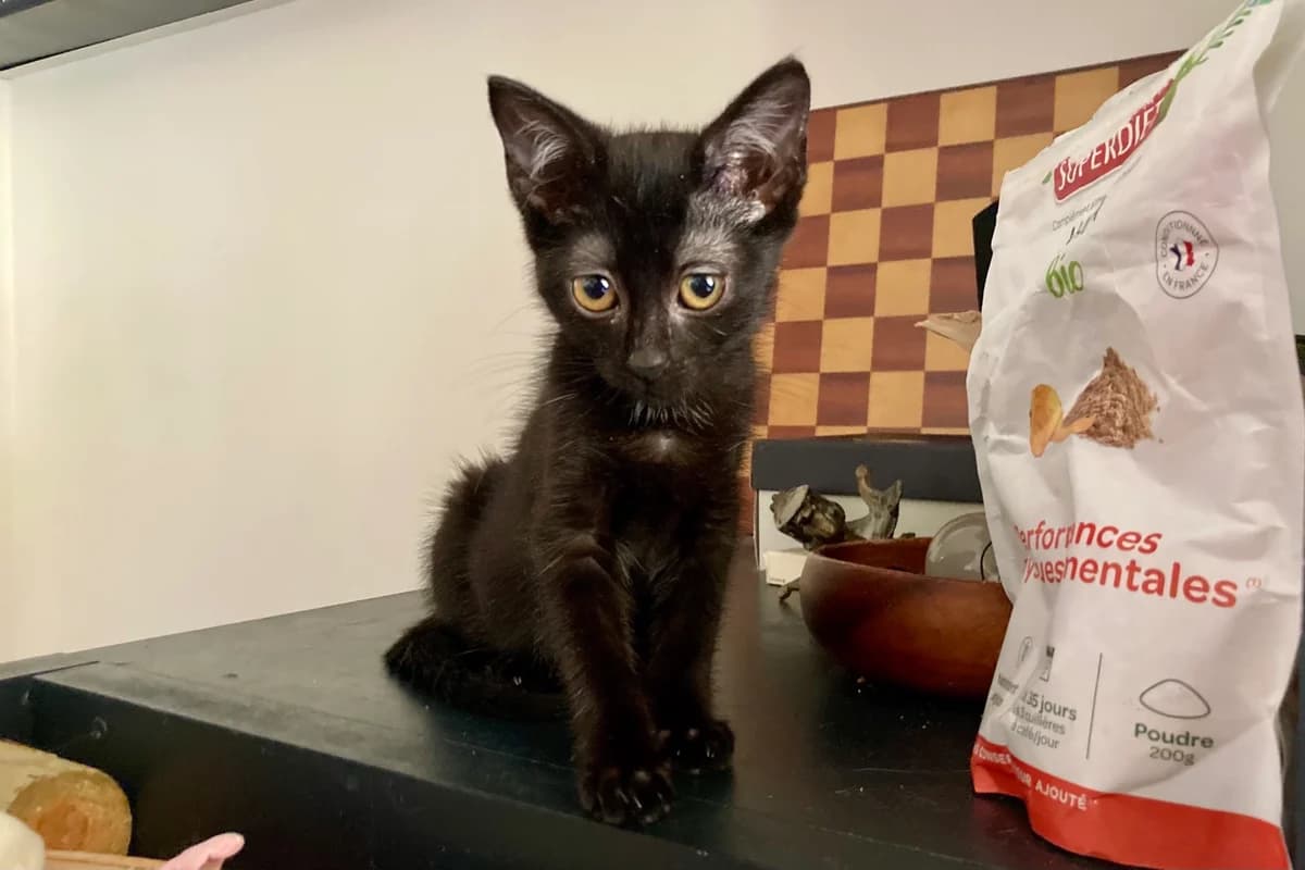 COLA, female 4yo Mixed Breed for adoption at CATS Chat Animal Terrien Solidarite