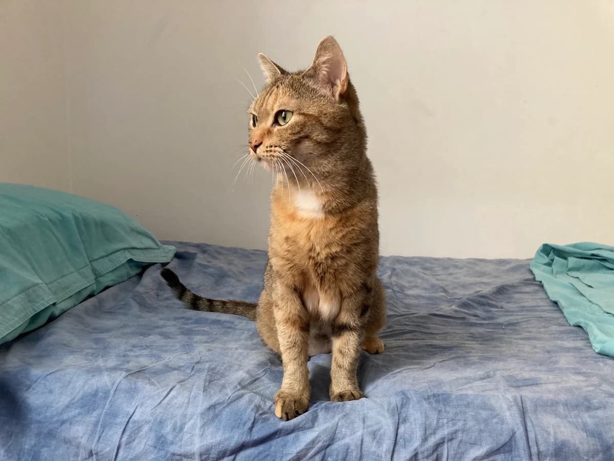 M i A, female Mixed Breed for adoption at CATS Chat Animal Terrien Solidarite