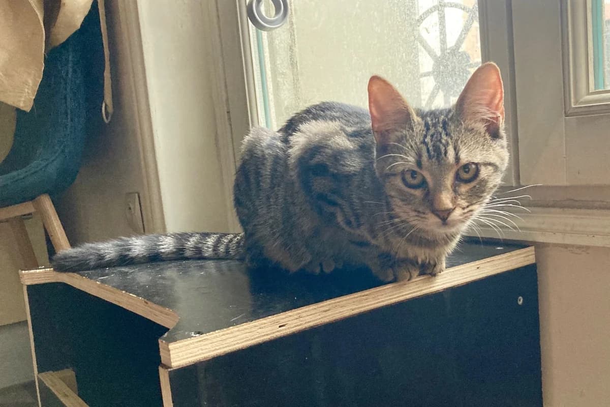 PiLOU, female 4yo Mixed Breed for adoption at CATS Chat Animal Terrien Solidarite