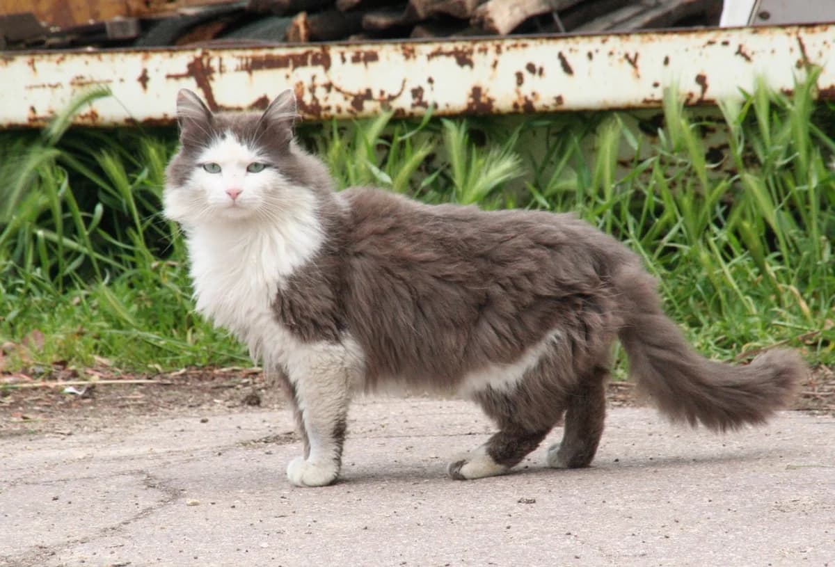 S A P H i R, senior Mixed Breed for adoption at CATS Chat Animal Terrien Solidarite