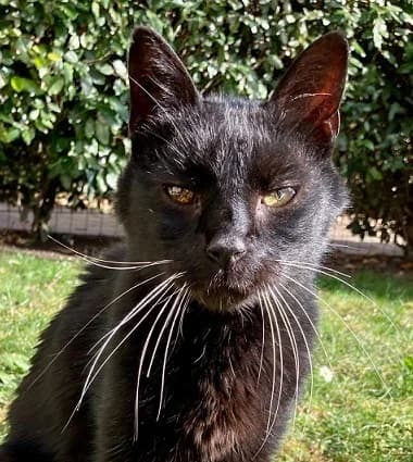 Black le séducteur « Retraite assurée », male senior Mixed Breed for adoption at Cats in the air
