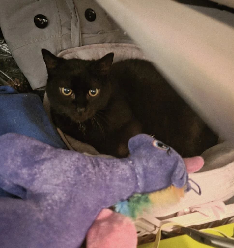 Régina de Sarcelles, female senior Mixed Breed for adoption at Cats in the air