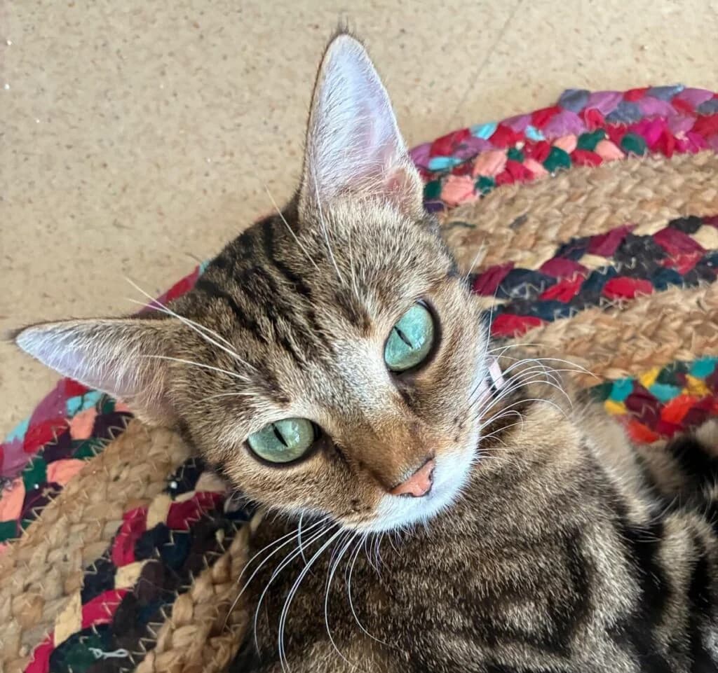 Zoé de Melun, female young Mixed Breed for adoption at Cats in the air